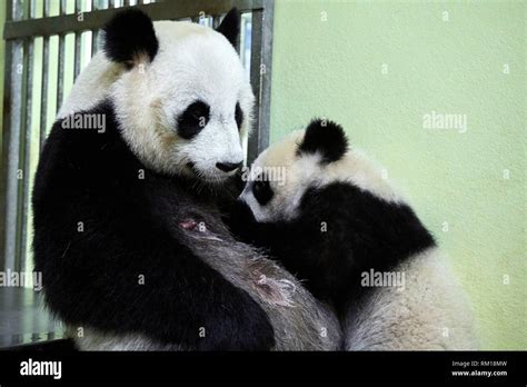 Giant Panda Cub Yuan Meng Suckling Its Mother Huan Huan Ailuropoda