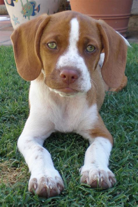 Pin By Charlie On Pup Beagle Puppy Lemon Beagle Puppy Beagle Dog
