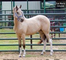 The galineers cob, also known as the traditional gypsy cob, irish cob, gypsy horse or gypsy vanner, is a type or breed of domestic horse from the islands great britain and ireland. For Sale, buckskin Friesian cross filly by Ice Man of www.ColorfulFriesians.com | Friesian ...