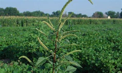 Палмер (2021) palmer драма режиссер: How the pigweed Palmer amaranth became a 'super weed'—and ...