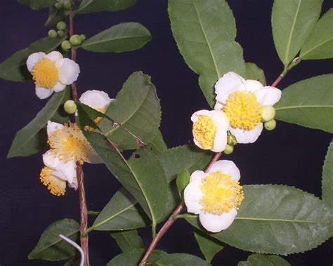 Camellia Sinensis