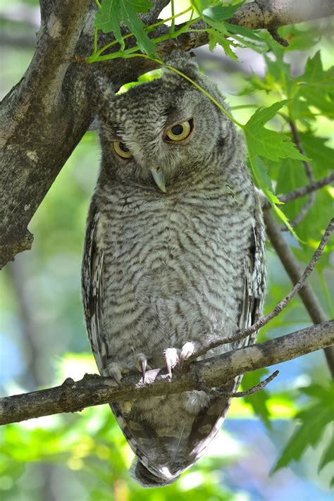 Checkout one of the products i used bit.ly/1tluokc while camping i hear this loud. Eastern Screech Owl (immature)_8654 | Owl, Owl bird ...
