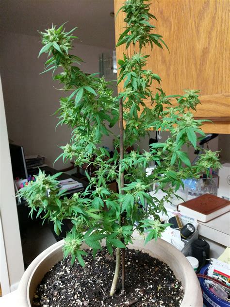 Right from the very first step, we have thrown light on every single perspective. How to grow marijuana indoors: For beginners | Leafly