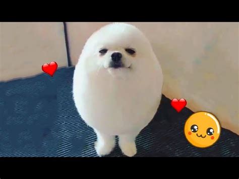 Dog Looks Like A Fluffy Egg Fresh Positivity