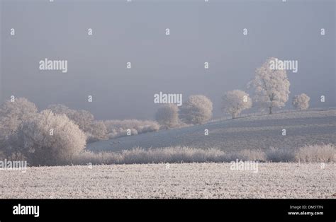 Hoar Frost On Trees Cotswolds Gloucestershire England Stock Photo