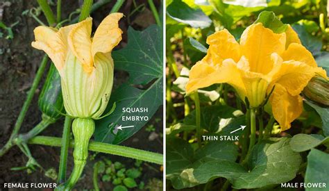 All members of the squash family have male and female flowers on the same plant. How to Hand Pollinate Squash | SproutedGarden.com