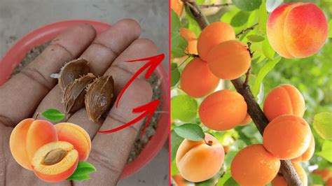 How To Grow Apricots Plant At Home The Easiest Way To Grow Apricot