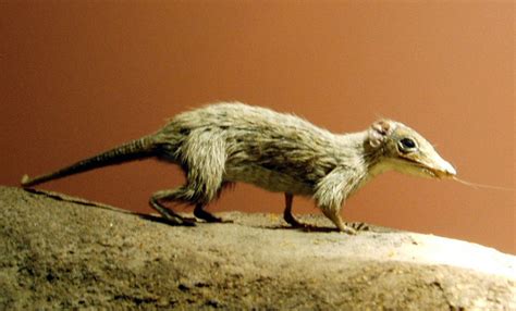 Megazostrodon Dinopedia Fandom
