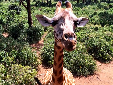 Up Close And Personal With Giraffes In Nairobi