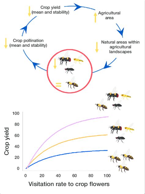 Cycle Of Wild Pollinator Decline In Agricultural Systems And Global