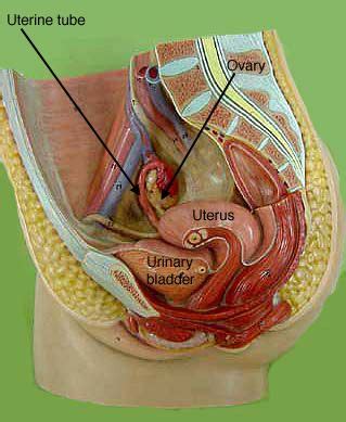 Education chart of biology for endocrine system in male and female diagram. Female Reproductive Model | Uterus, Human anatomy, Ovaries
