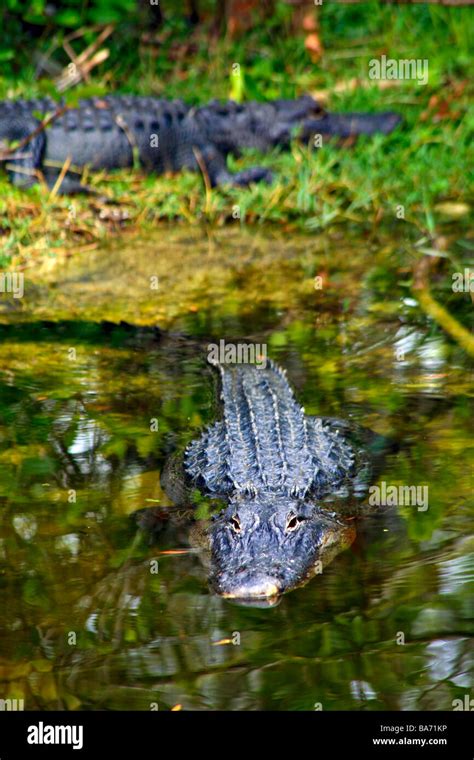 Alligators In Everglades National Parkfloridausa Stock Photo Alamy
