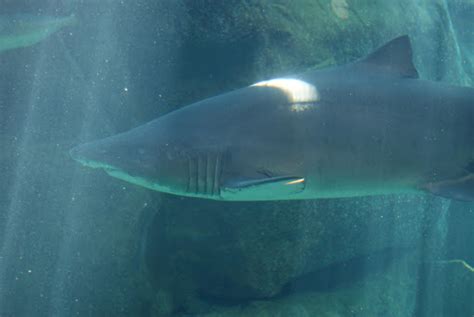 Sharks protected by cites are reportedly allowed for consumption in malaysia as the species are. Malaysia seeks Borneo shark hunting ban