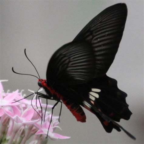 Common Rose Swallowtail Butterfly