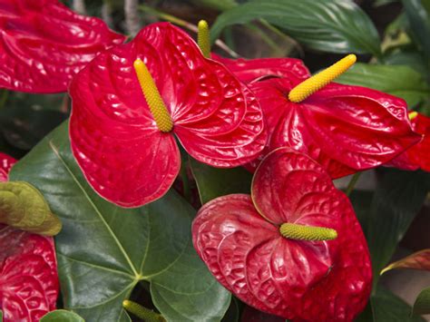 Philodendron is one of the most commonly grown indoor plants, with the climbing varieties quite popular. Easy To Grow Indoor Plants - Boldsky.com