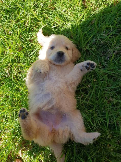 Le golden retriever est l'une des races les plus populaires au monde tant il respire une attitude joviale et amicale. Meet Maple our new 6 week old golden retriever! https ...