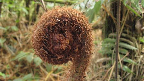 Check spelling or type a new query. Costa Rica Monteverde Santa Elena Cloud Forest Reserve ...
