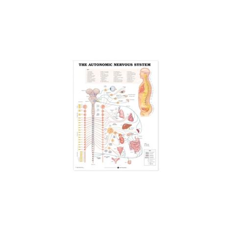 The Autonomic Nervous System Anatomical Chart Anatomical Chart
