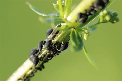 Antiblattlausmittel aus dem chemiefreien haushalt, dem garten oder der natur sollten die erste wahl sein. Ungeziefer im Garten: Schädlinge im Garten bekämpfen
