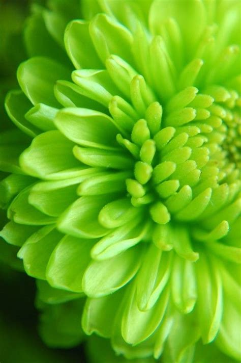 Green Flower Flowers Pinterest