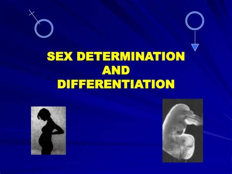 Ppt Sex Determination And Differentiation Powerpoint Presentation Free Download Nude Photo Gallery