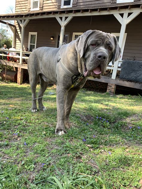 When looking for puppies for sale, talk to responsible breeders to buy your puppy. Cane Corso Puppies For Sale | Chesterfield, VA #297820