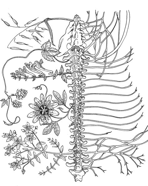 The invention relates to the stimulation of the human nervous system by an electromagnetic field applied externally to the body. Nervous System Drawing at GetDrawings | Free download