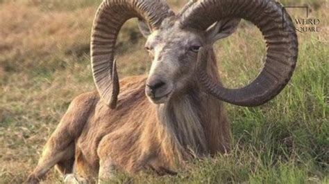 Interesting Facts About Urial By Weird Square Youtube
