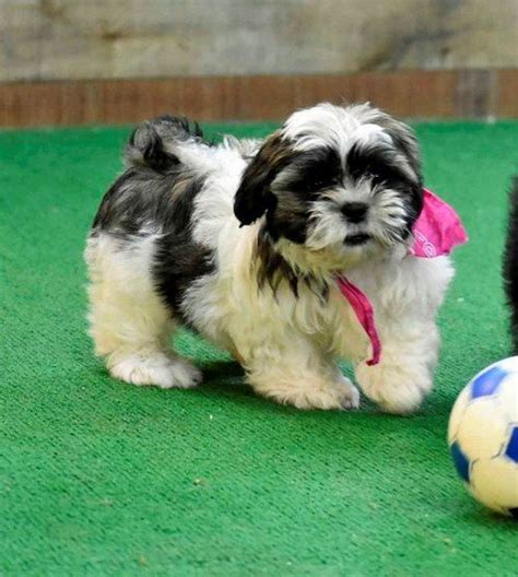 Jack is the puppy for you! Shih Tzu For Sale in Wisconsin (52) | Petzlover