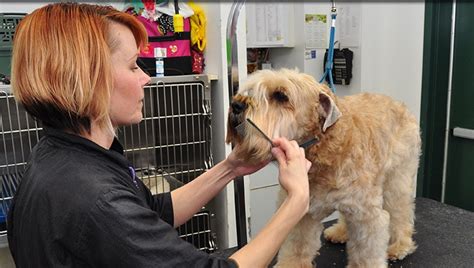 Healthy petz veterinary clinic offers the morganton community medical, surgical, dental and grooming services. Dog Grooming Plainfield | Professional Dog Grooming ...