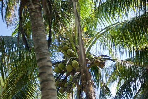 Free Stock Photo 6327 Coconuts Growing In A Palm Tree Freeimageslive
