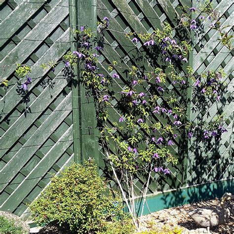 Awarded rhs award of garden merit in 1993, reconfirmed in 2005. Clematis alpina 'Helsingborg', Clematis alpina ...