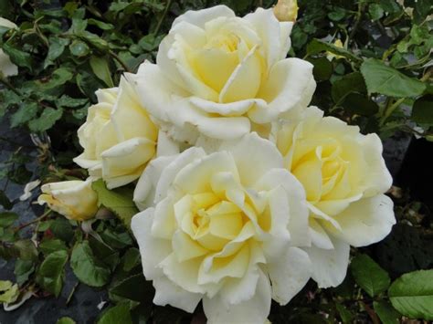 Diamond Days Hybrid Tea Garden Roses Pococks Roses The Cornish Rose Company