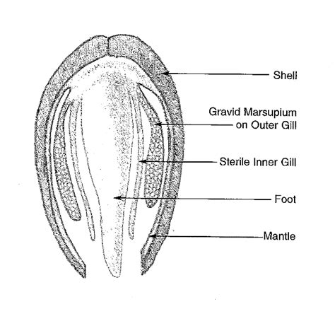 Cross Section Of A Freshwater Mussel Download Scientific Diagram