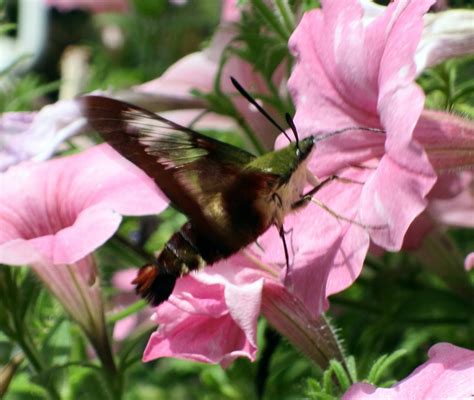 They share the same proportions and field marks, however, and careful study of these birds will yield easy clues to their identity. Franklin County (PA) Gardeners: It looks like a ...