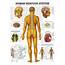 Anatomy Poster Human Nervous System Laminated