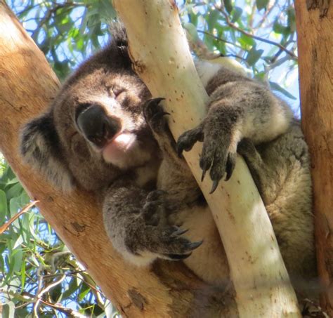 Cute Cuddly Koalas And The Barossa Valley Australia Caramel And Parsley