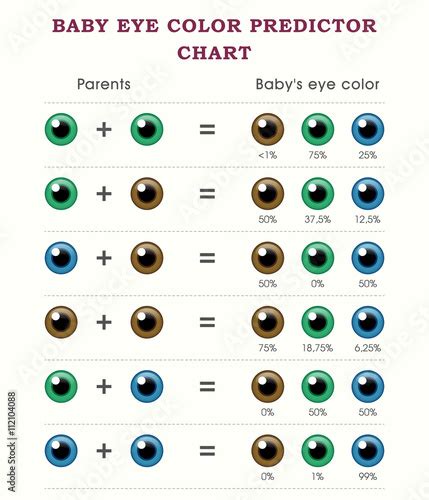 Baby Eye Color Predictor Chart Template Stock Image And Royalty Free