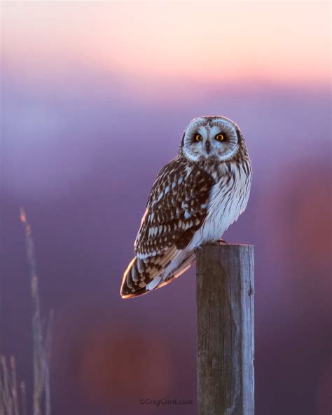 Short Eared Owl — Greg Gard