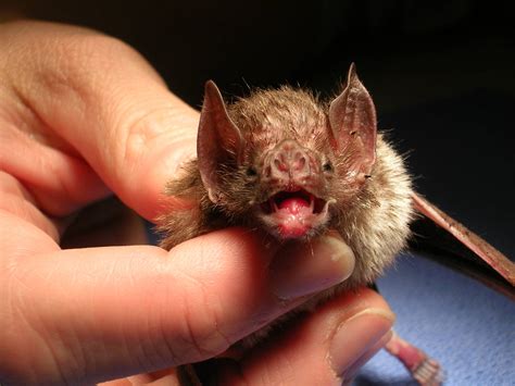Common Vampire Bat Zoochat