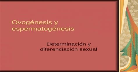Ovogénesis Y Espermatogénesis Determinación Y Diferenciación Sexual