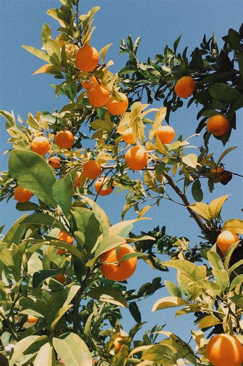 70 Aesthetic Orange Nature Caca Doresde