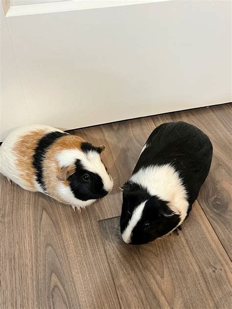 2 Guinea Pigs For Sale Comes With Everything Small Animals For