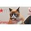 Grumpy Cat Meme Star And An Internet Sensation Dies At Age 7