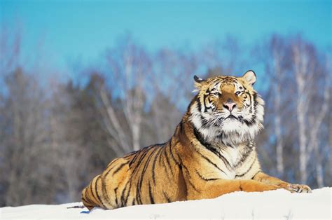 Siberian Tiger The Animal Life Of Terrestrial Habitat