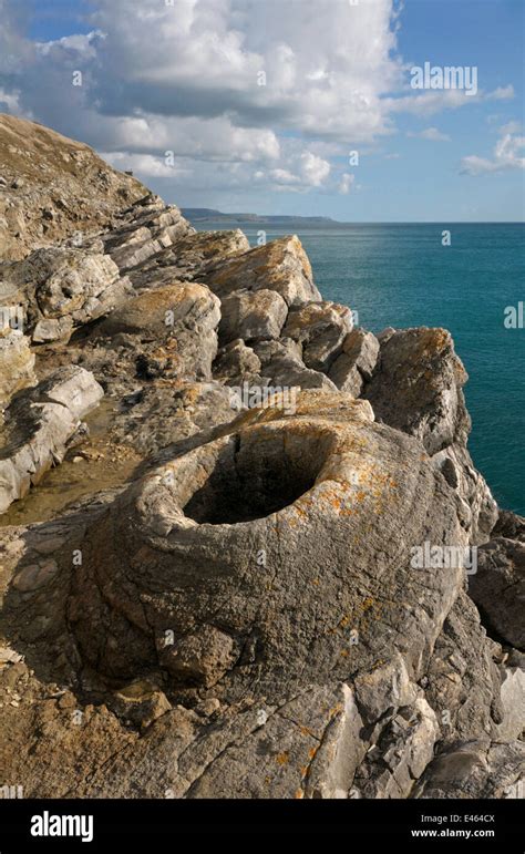 Fossil Forest At Lulworth Cove Isle Of Purbeck Dorset England Stock