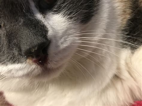 Similar Raw Red Marks On Cats Noses Page 2 Thecatsite