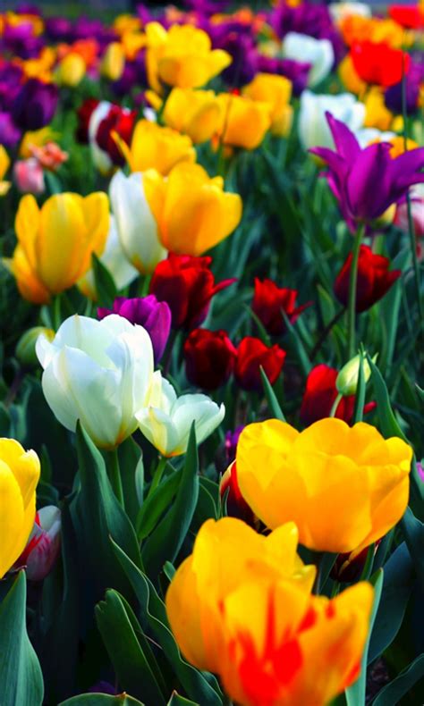 Free Colorful Flowers Live Wallpaper 2 Apk Download For