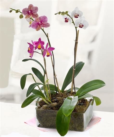 Maybe you would like to learn more about one of these? Wilmington NC Same-Day Flower Delivery | Julia's Florist ...