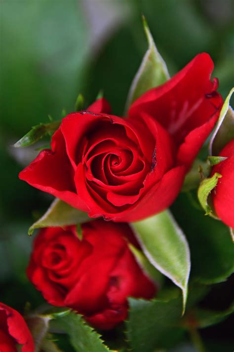 Kostenlose Foto Rot Rosen Tag Valentinsgrüße Strauß Valentine